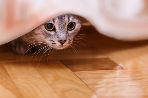 Kleine Katze, die unter einer Decke hervorlugt.